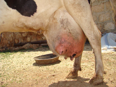 Mastitis rundvee