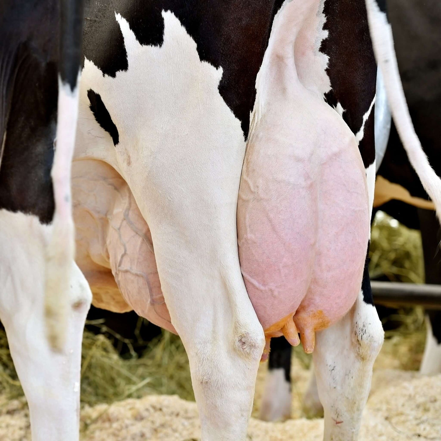 Mastitis Rundvee